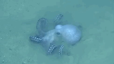 Beautiful And Weird Sea Creatures (17 gifs) Beautiful And Weird Sea Creatures (17 gifs)