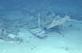 Beautiful And Weird Sea Creatures (17 gifs) Beautiful And Weird Sea Creatures (17 gifs)