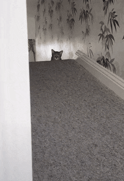 Acid Gifdump, March 30 (25 gifs)