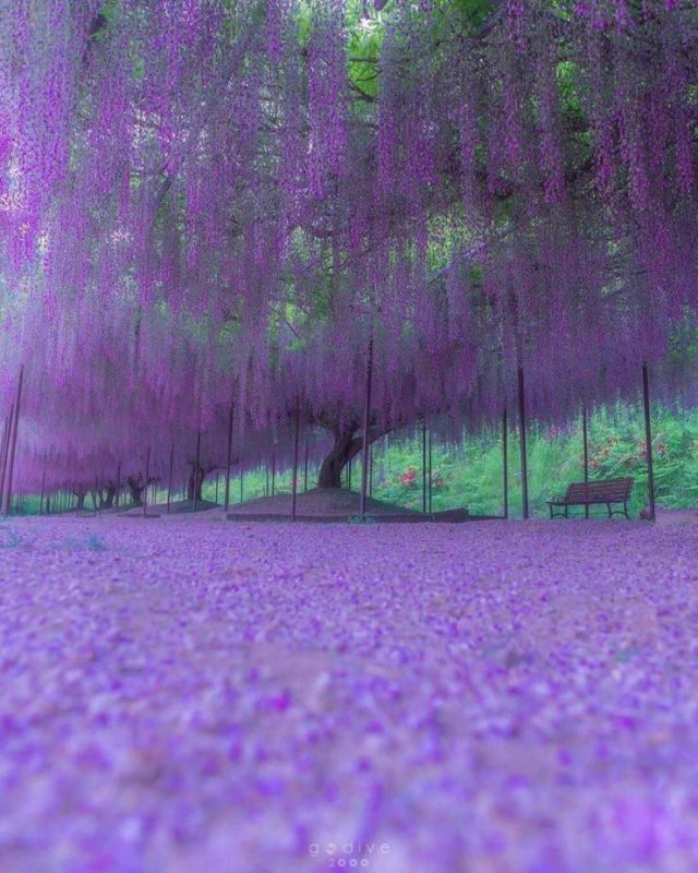 Awesome Pictures (50 pics)