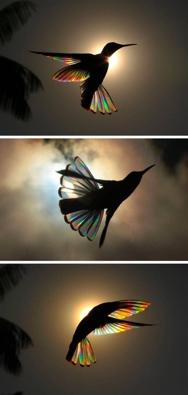 Awesome Pictures (50 pics)