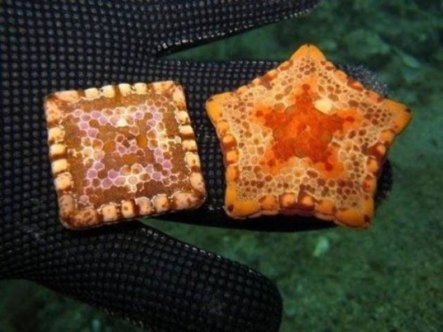 Awesome Pictures (50 pics)