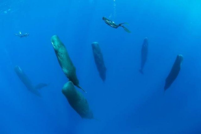 Awesome Pictures (50 pics)