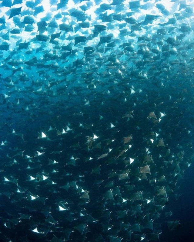 Awesome Pictures (50 pics)