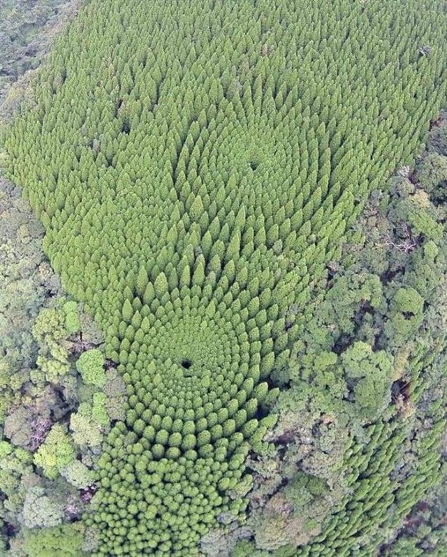 Awesome Pictures (50 pics)