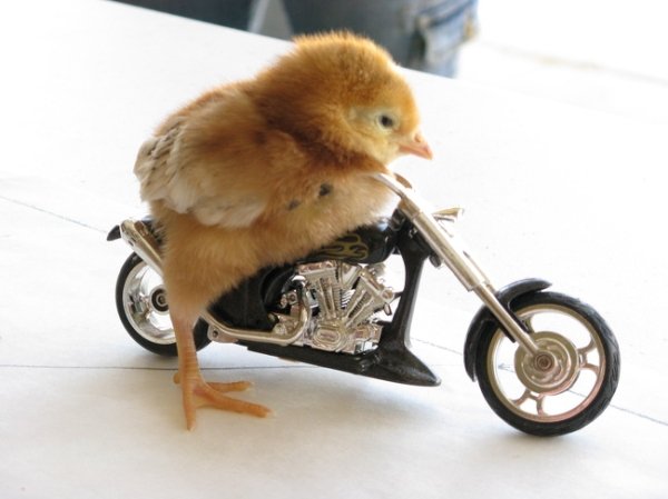 Insane Google Search Results (19 pics)