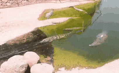 Acid Gifdump, March 31 (25 gifs)