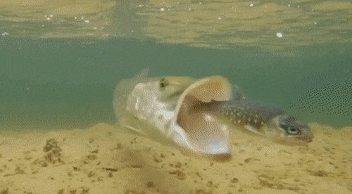 Acid Gifdump, April 1 (25 gifs)