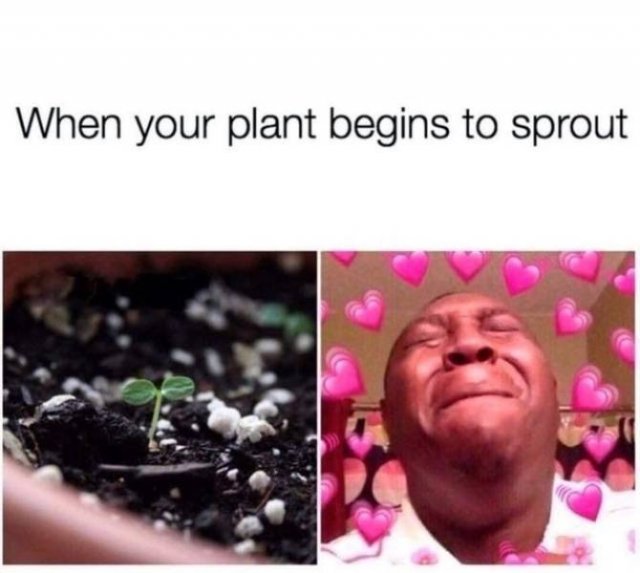 Wholesome Memes (37 pics)