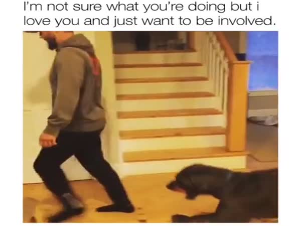 This Dog's Attempt At Lunging