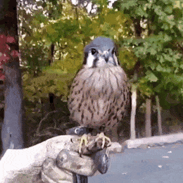 Acid Gifdump, April 3 (25 gifs)