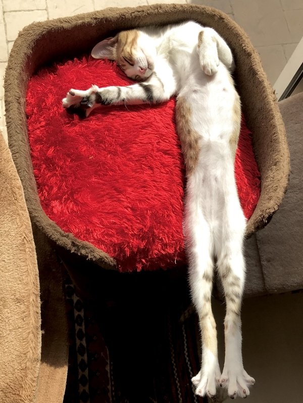Hilarious Cats (29 pics)