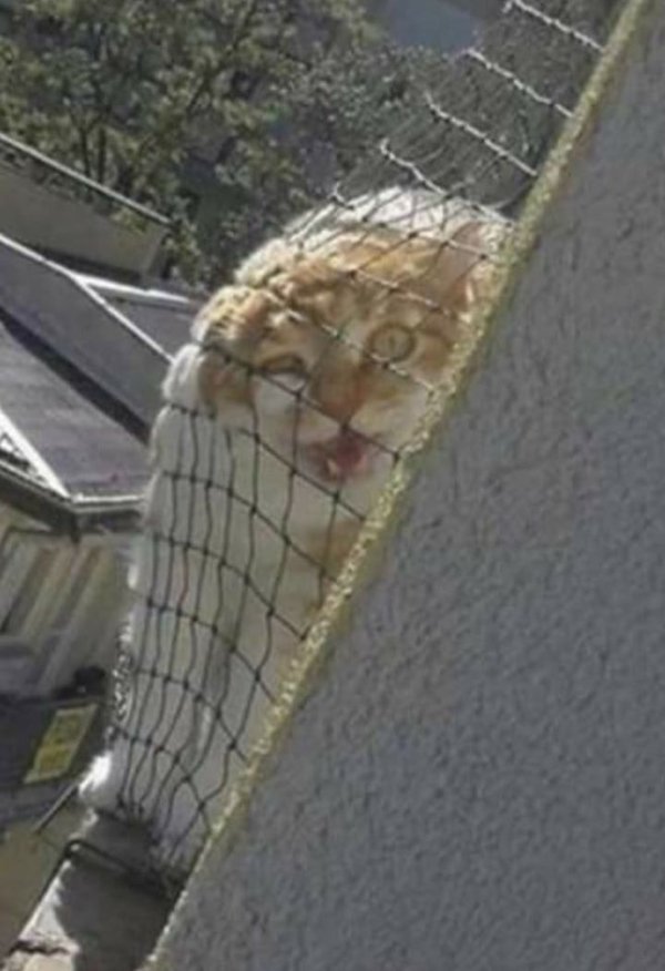 Hilarious Cats (29 pics)
