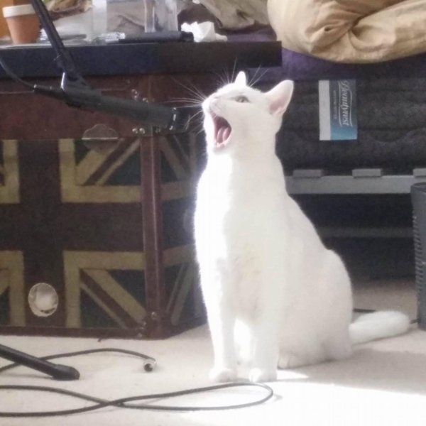 Hilarious Cats (29 pics)