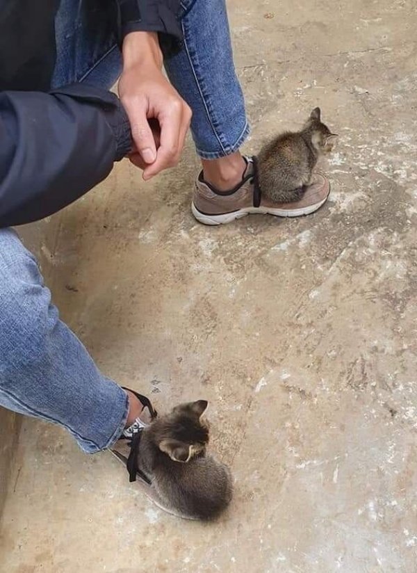 Hilarious Cats (29 pics)