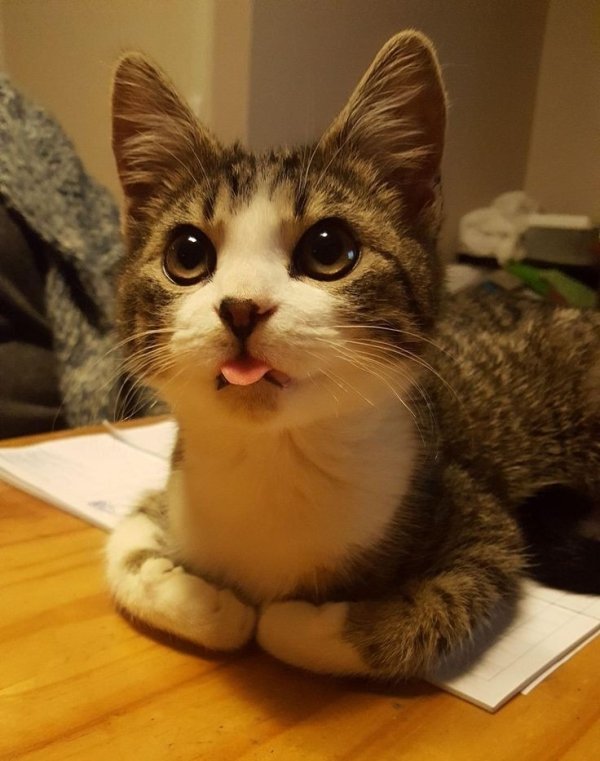 Hilarious Cats (29 pics)