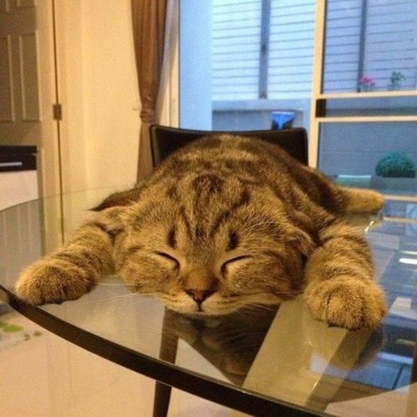 Hilarious Cats (29 pics)