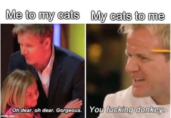 Hilarious Cats (29 pics)