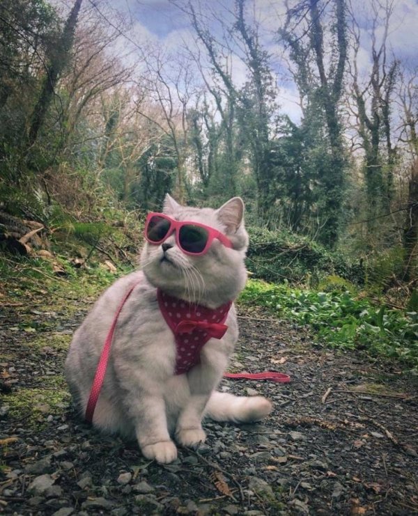 Hilarious Cats (29 pics)