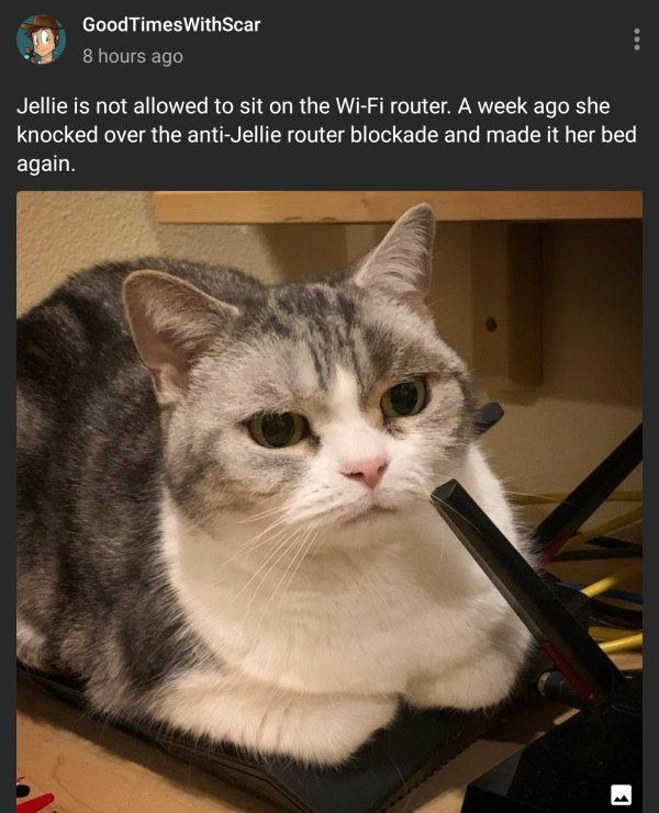 Hilarious Cats (29 pics)