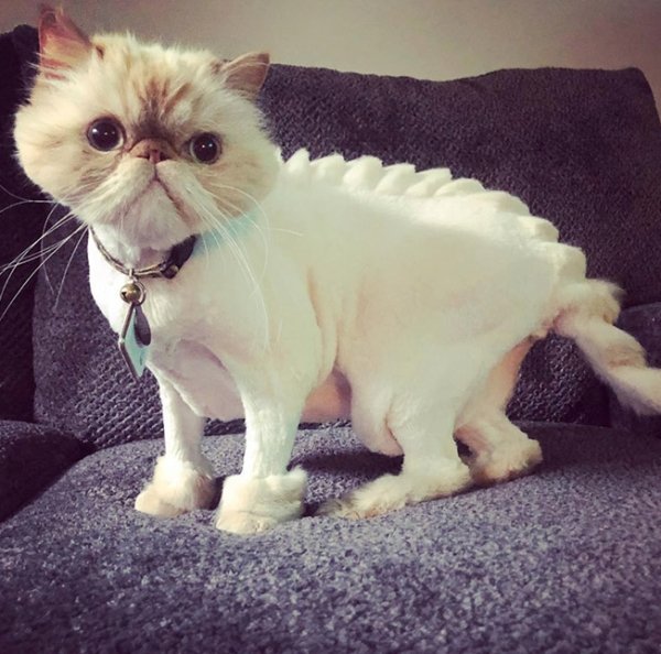 Hilarious Cats (29 pics)