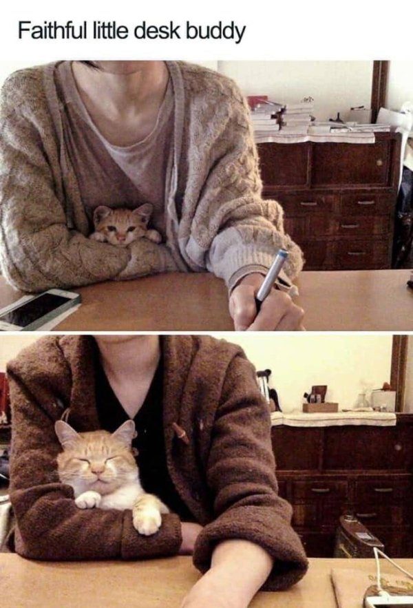Hilarious Cats (29 pics)
