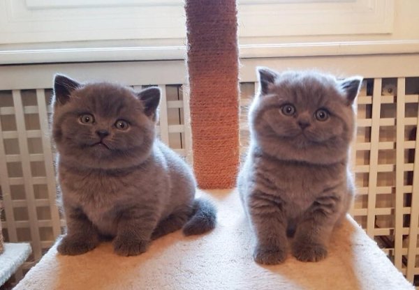 Hilarious Cats (29 pics)