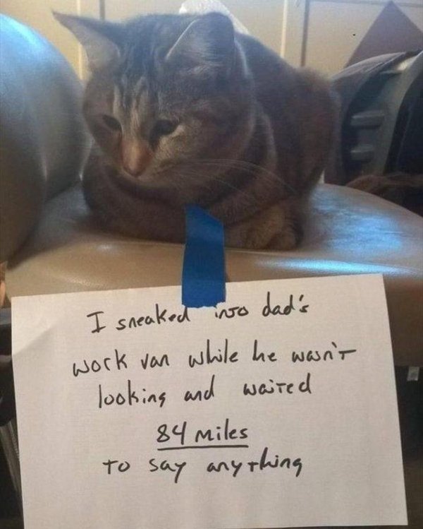 Hilarious Cats (29 pics)
