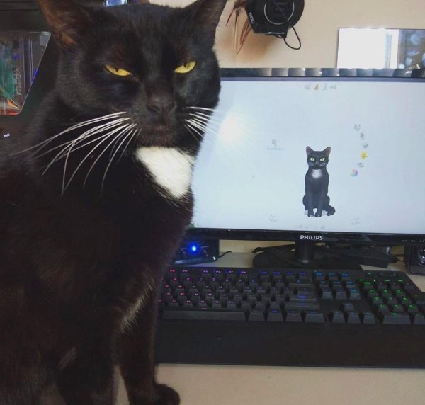 Hilarious Cats (29 pics)