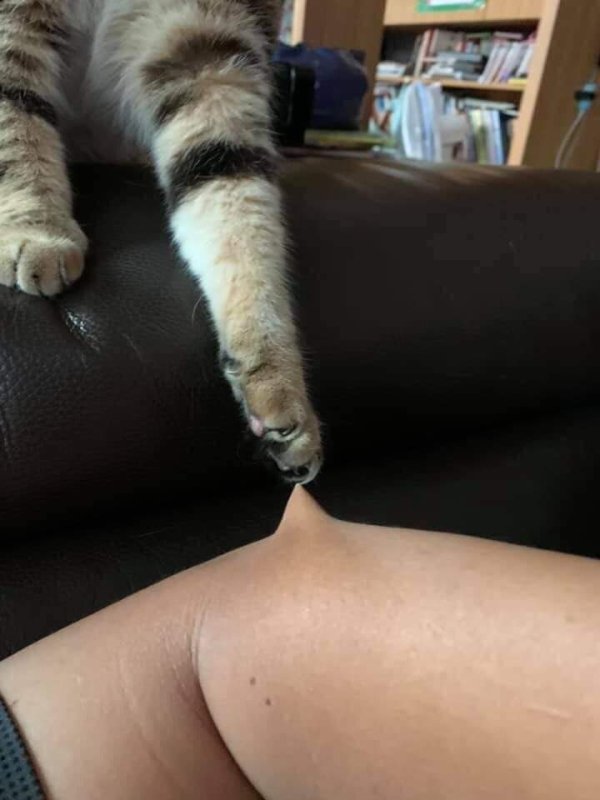 Hilarious Cats (29 pics)