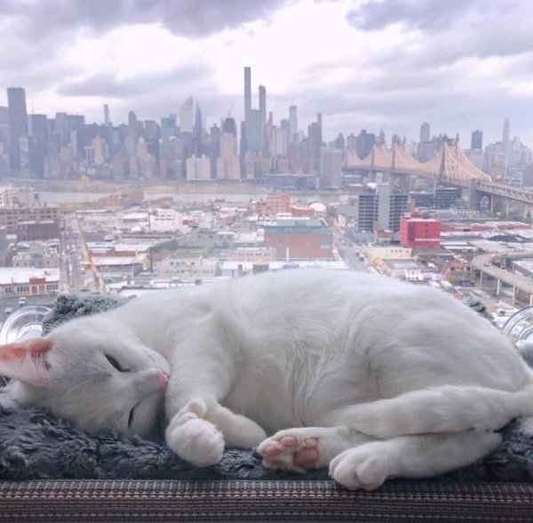 Hilarious Cats (29 pics)
