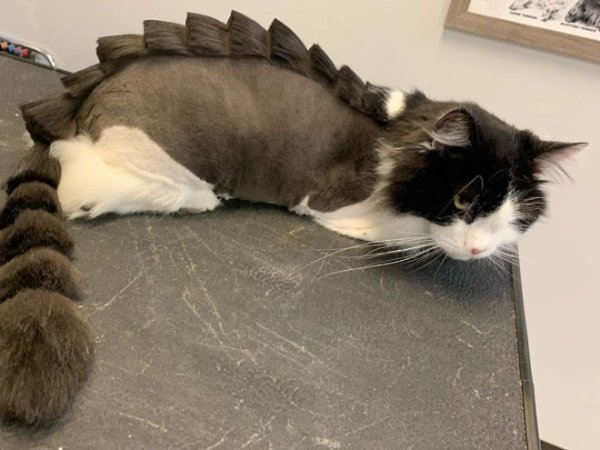 Hilarious Cats (29 pics)