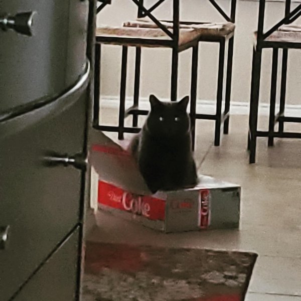 Hilarious Cats (29 pics)