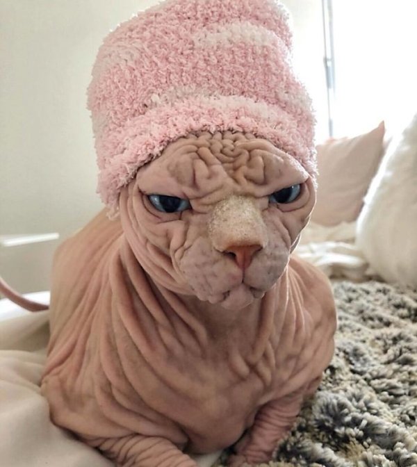 Hilarious Cats (29 pics)