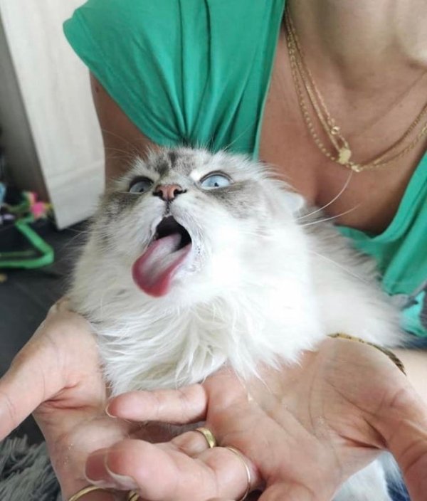 Hilarious Cats (29 pics)
