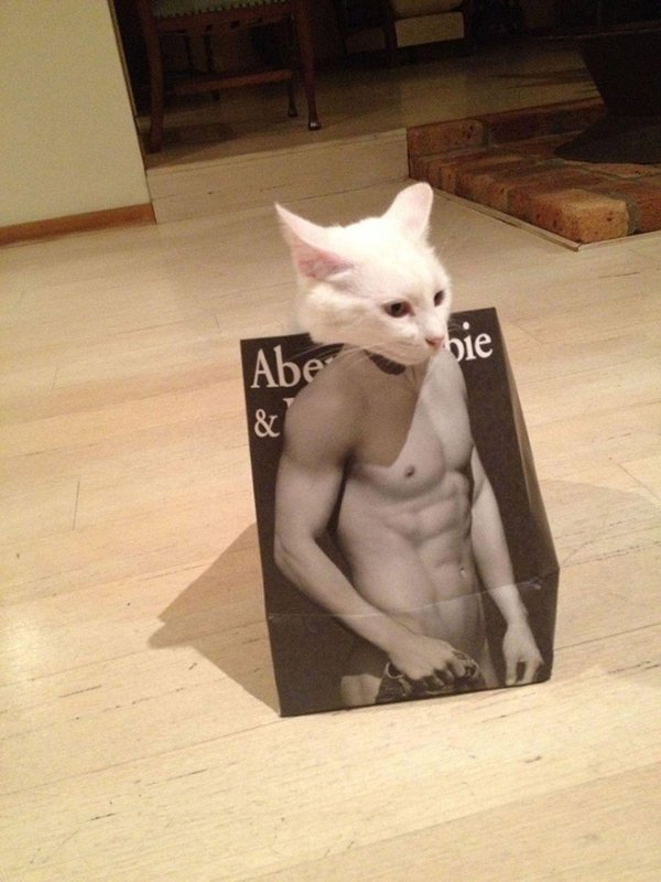 Hilarious Cats (29 pics)