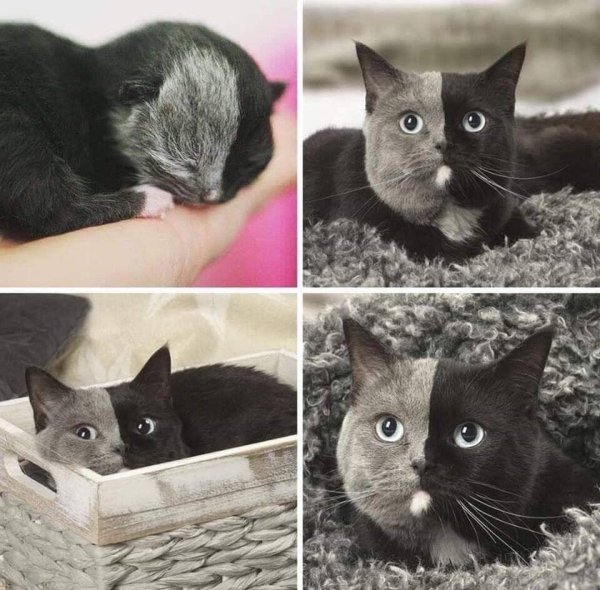 Hilarious Cats (29 pics)
