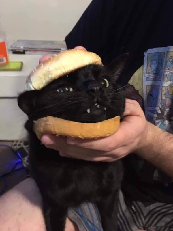 Hilarious Cats (29 pics)