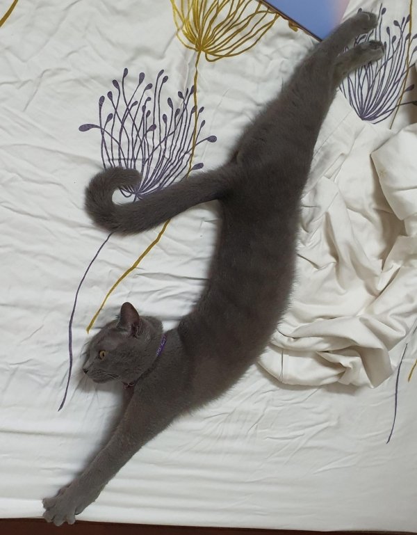 Hilarious Cats (29 pics)
