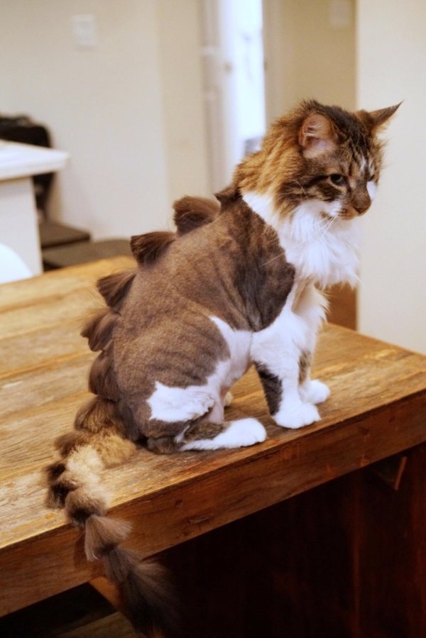 Hilarious Cats (29 pics)