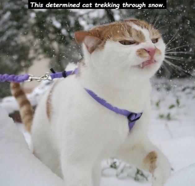 Acid Picdump. Part 1 (95 pics)