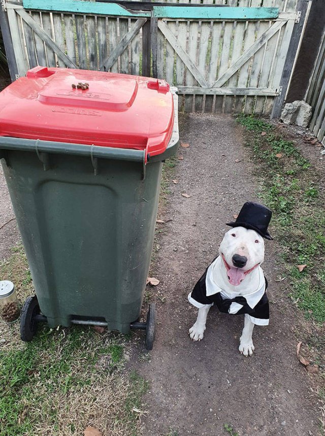 Australians Take Part In Bin Challenge (29 pics)