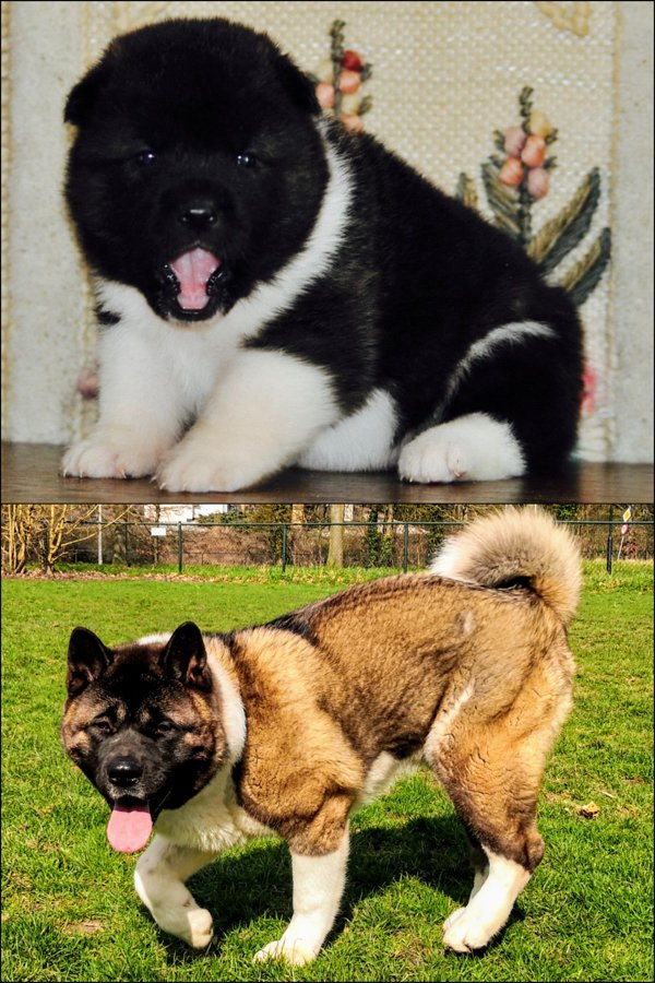 Funny Dogs (30 pics)