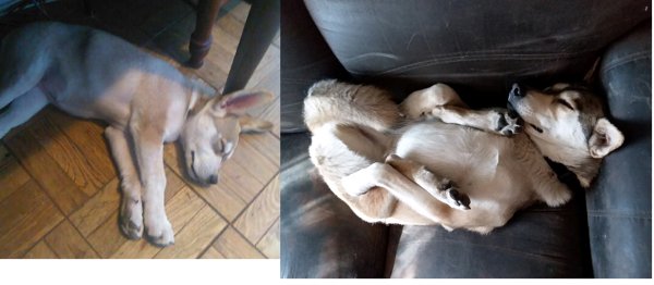 Funny Dogs (30 pics)