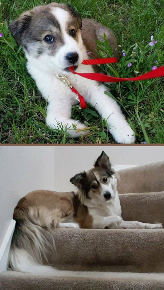 Funny Dogs (30 pics)