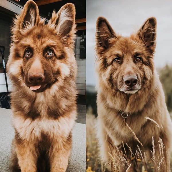Funny Dogs (30 pics)