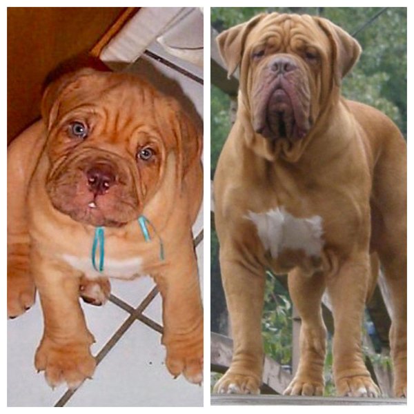 Funny Dogs (30 pics)