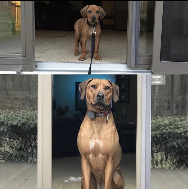 Funny Dogs (30 pics)