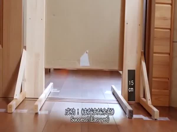 How Flat Could A Cat Be