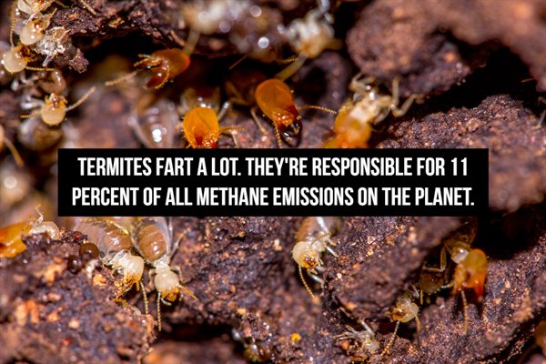 Fart Facts (20 pics)